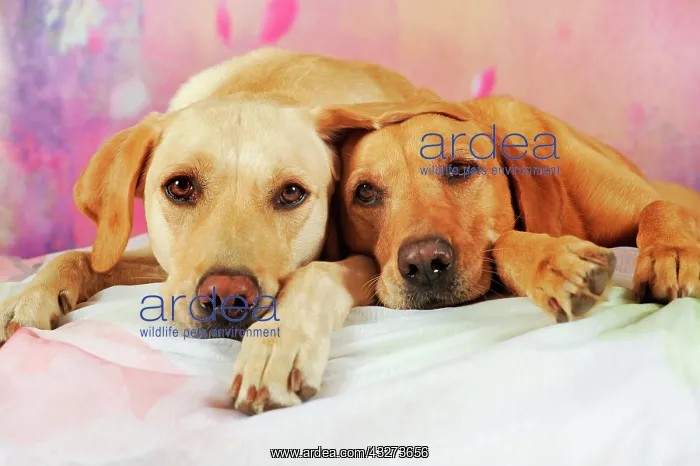 : Labrador Retriever, yellow, female and male lying : Labrador Retriever, yellow, female and male lying