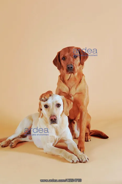 : Labrador Retriever, yellow, male, sitting male lays : Labrador Retriever, yellow, male, sitting male lays