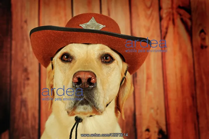 : Labrador Retriever, yellow, male with cowboy hat : Labrador Retriever, yellow, male with cowboy hat