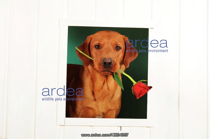 : Labrador Retriever, yellow, male looks through window : Labrador Retriever, yellow, male looks through window