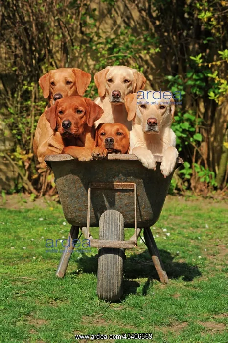 : Labrador Retriever, yellow, males and females, five : Labrador Retriever, yellow, males and females, five