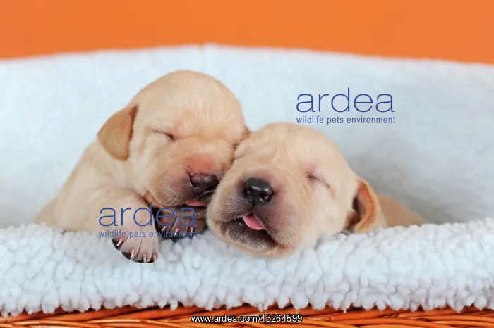 : Labrador Retriever, yellow, puppies 10 days, sleeping : Labrador Retriever, yellow, puppies 10 days, sleeping