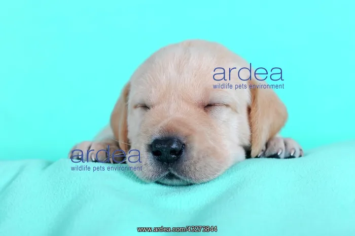 : Labrador Retriever, yellow, puppy 3 weeks, sleeping : Labrador Retriever, yellow, puppy 3 weeks, sleeping