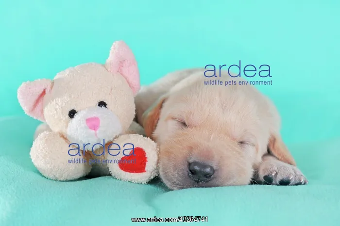 : Labrador Retriever, yellow, puppy 3 weeks, sleeps : Labrador Retriever, yellow, puppy 3 weeks, sleeps