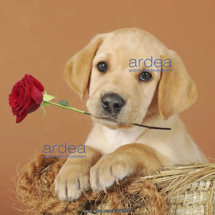 : Labrador Retriever, yellow, puppy 7 weeks old : Labrador Retriever, yellow, puppy 7 weeks old