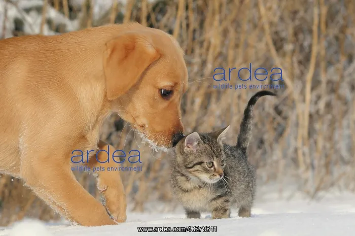 : Labrador Retriever, yellow, puppy 9 weeks sniffing : Labrador Retriever, yellow, puppy 9 weeks sniffing