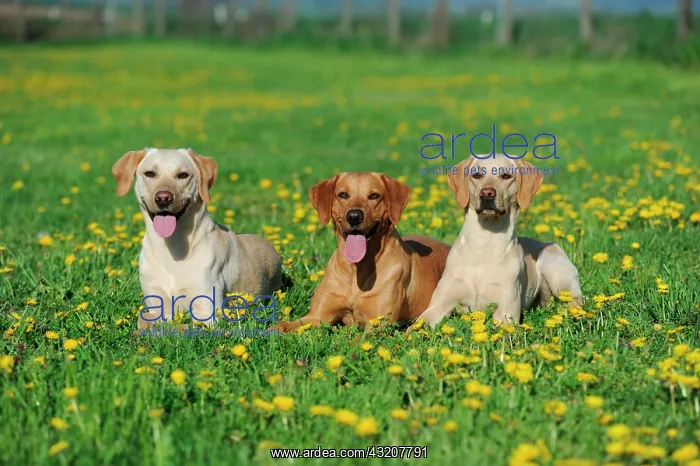 : Labrador retriever, yellow, sitting in a dandelion : Labrador retriever, yellow, sitting in a dandelion
