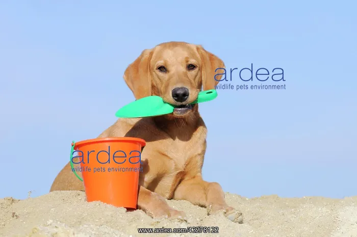 : Labrador Retriever, young bitch, yellow coloured : Labrador Retriever, young bitch, yellow coloured