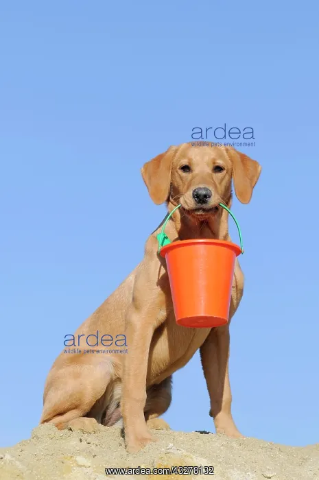 : Labrador Retriever, young bitch, yellow coloured : Labrador Retriever, young bitch, yellow coloured