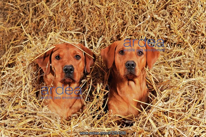 : Labrador Retrievers, dog and bitch, yellow, lying : Labrador Retrievers, dog and bitch, yellow, lying
