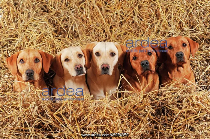 : Labrador Retrievers, dogs and bitches, yellow, lying : Labrador Retrievers, dogs and bitches, yellow, lying