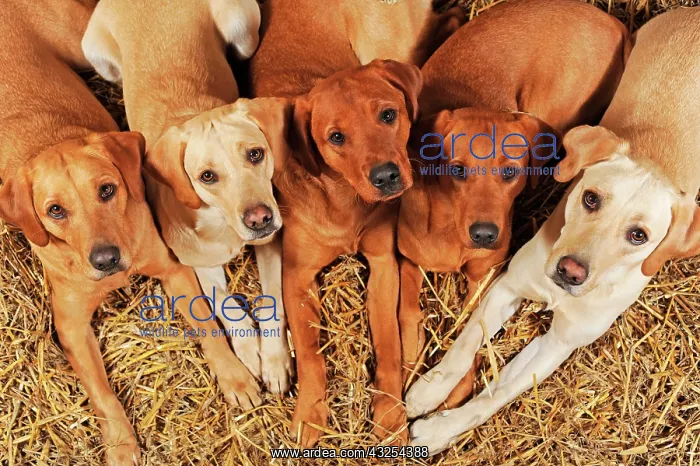 : Labrador Retrievers, dogs and bitches, yellow, lying : Labrador Retrievers, dogs and bitches, yellow, lying