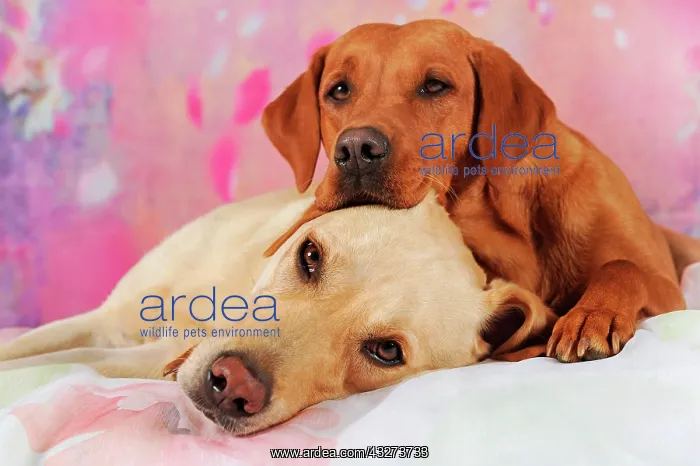 : Two Labrador Retrievers, yellow, male and female : Two Labrador Retrievers, yellow, male and female