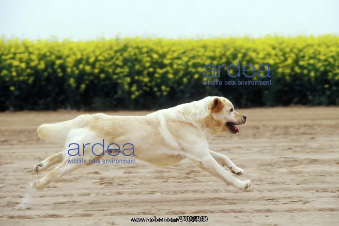  : Labrador - running through field