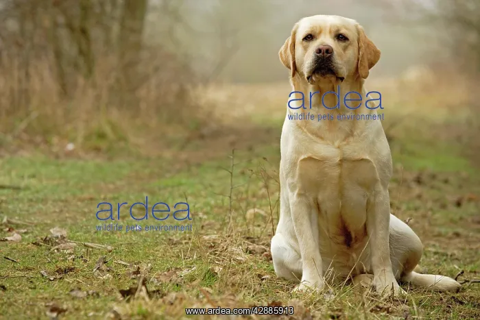  : Labrador - sitting