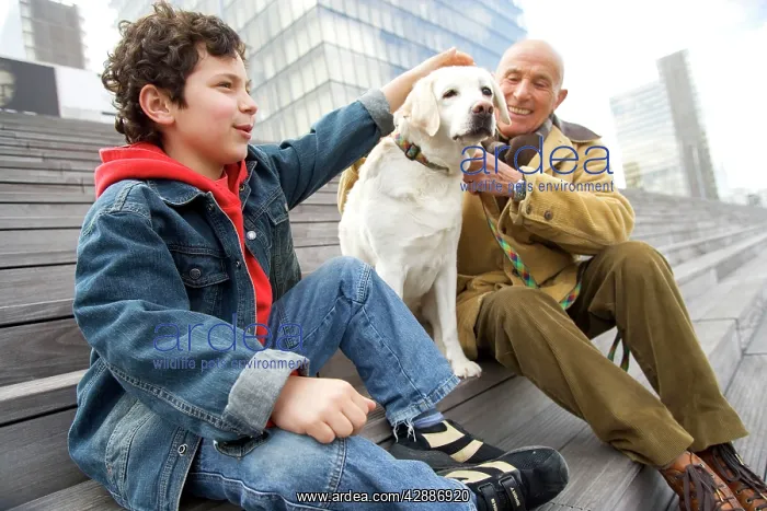  : Labrador - sitting on steps with man and boy