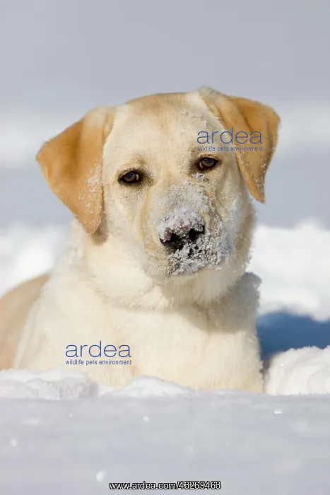: Labrador in the snow, portrait, northern Tyrol : Labrador in the snow, portrait, northern Tyrol