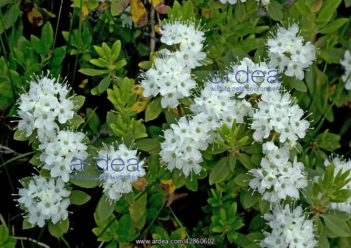 : Labrador Tea : Labrador Tea