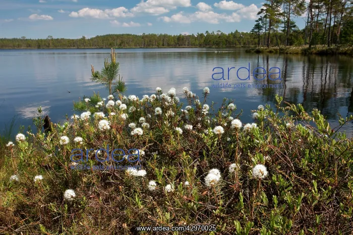: Labrador Tea - in masses by lake at Meenikunno : Labrador Tea - in masses by lake at Meenikunno