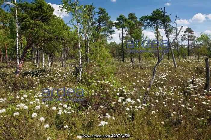 : Labrador Tea - in masses at Meenikunno Maastikukaitseala : Labrador Tea - in masses at Meenikunno Maastikukaitseala