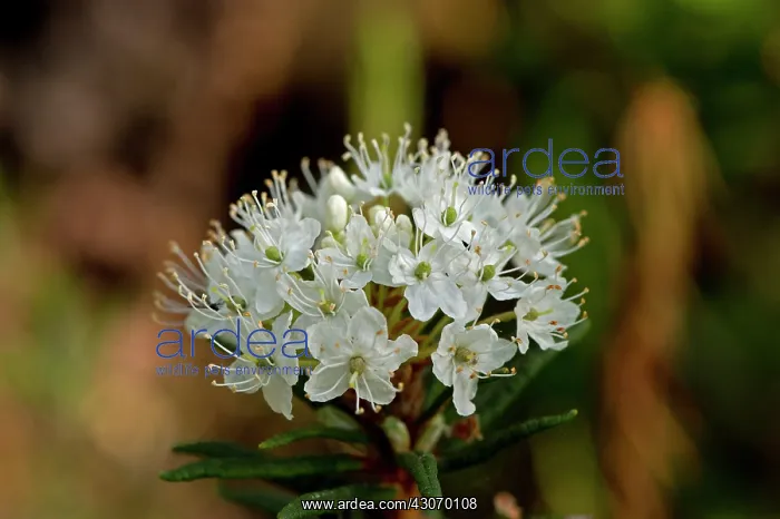 : Labrador Tea (Rhododendron tomentosum). B ckebo; : Labrador Tea (Rhododendron tomentosum). B ckebo;