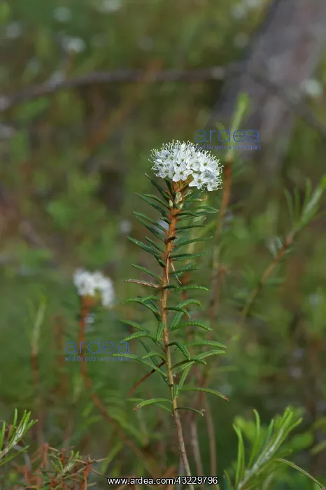 : Labrador Tea (Rhododendron tomentosum). B ckebo; : Labrador Tea (Rhododendron tomentosum). B ckebo;