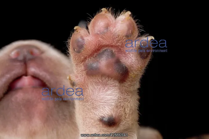  : Labrador - underside of puppies paw