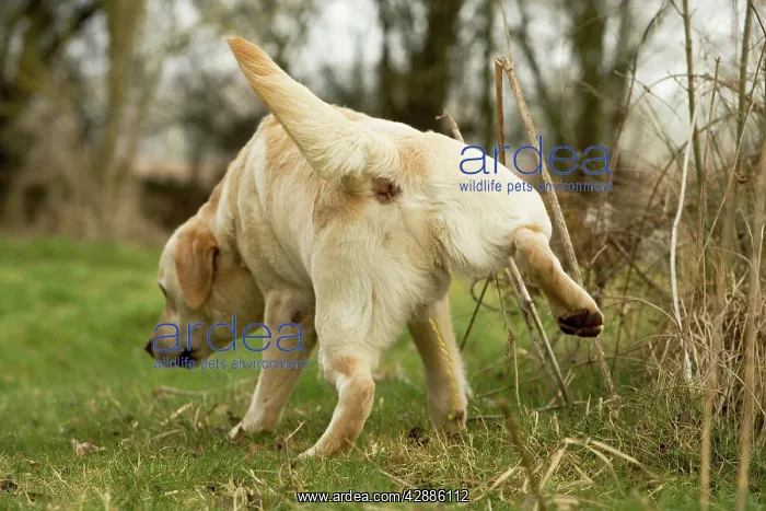  : Labrador - urinating