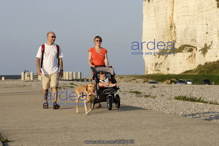 : Labrador for a walk with his masters Normandy France : Labrador for a walk with his masters Normandy France