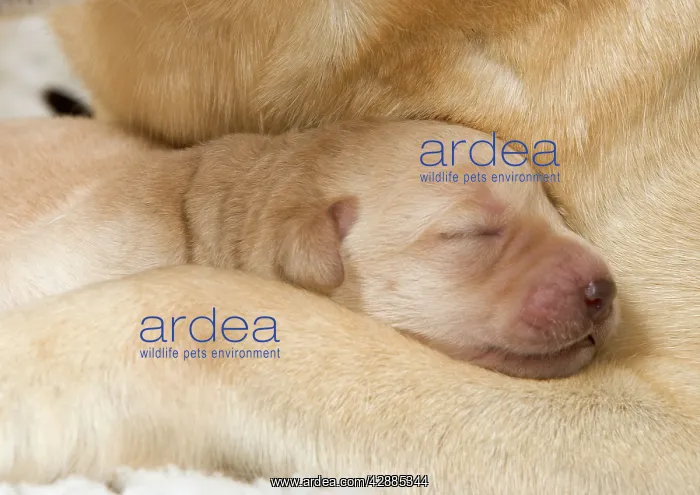  : Labrador -young puppies sleeping