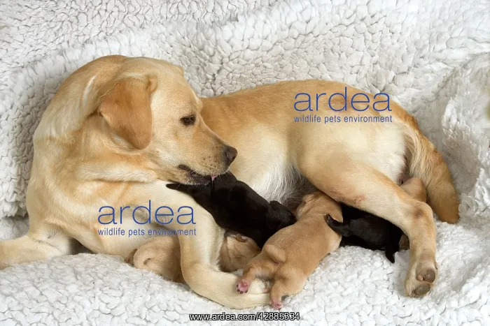  : Labrador - with young puppies suckling