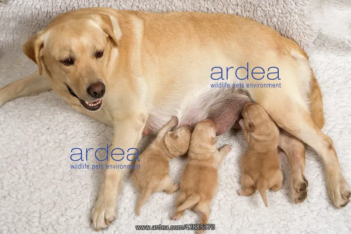  : Labrador - with young puppies suckling