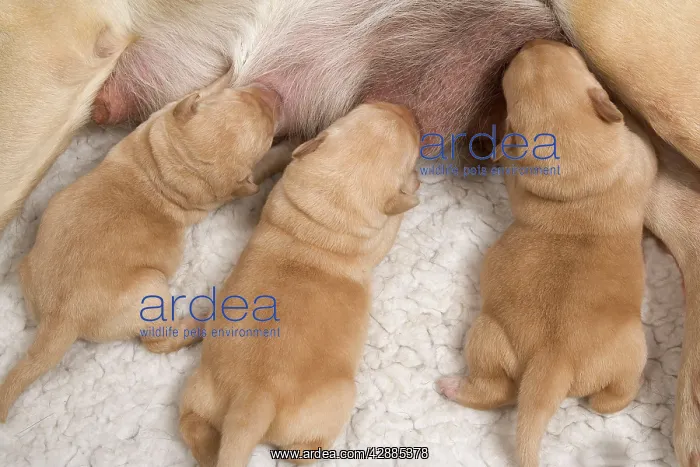  : Labrador - young puppies suckling