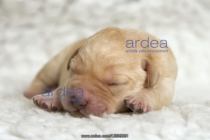  : Labrador - young puppy sleeping