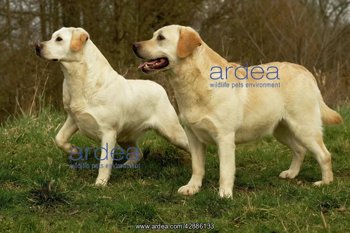 : Labradors
