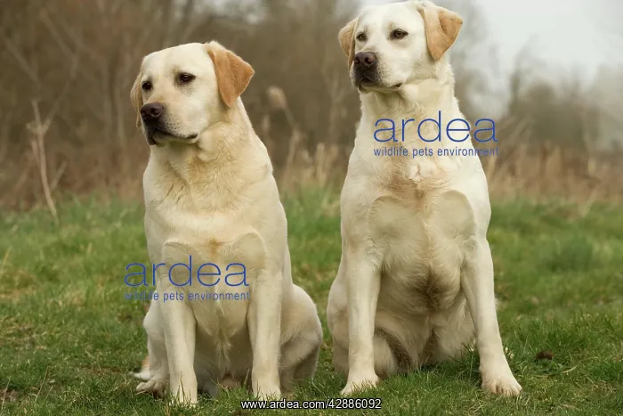  : Labradors - sitting