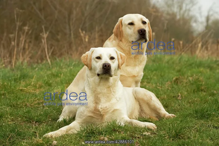  : Labradors - sitting