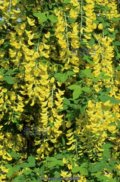 : Laburnam Flowers : Laburnam Flowers