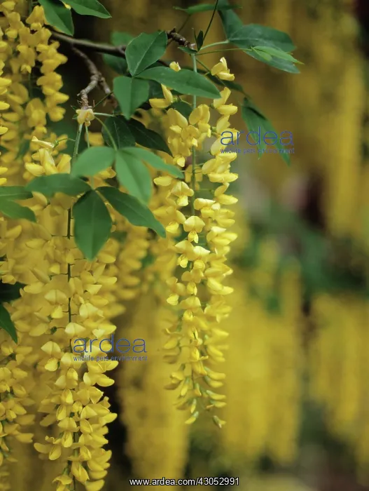 : Laburnum : Laburnum