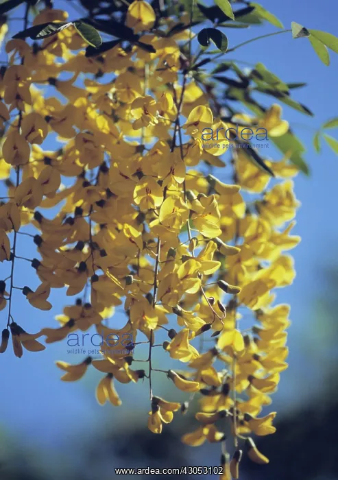 : Laburnum : Laburnum