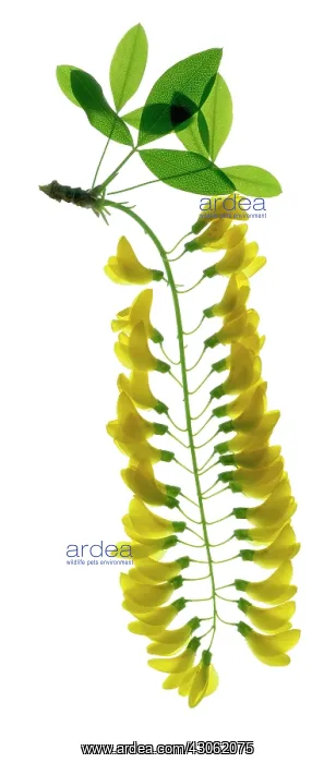 : Laburnum : Laburnum