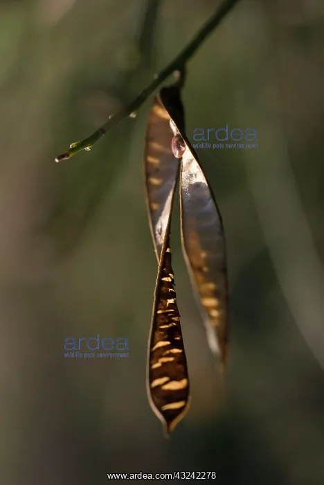 : Laburnum, Laburnum anagyroides : Laburnum, Laburnum anagyroides