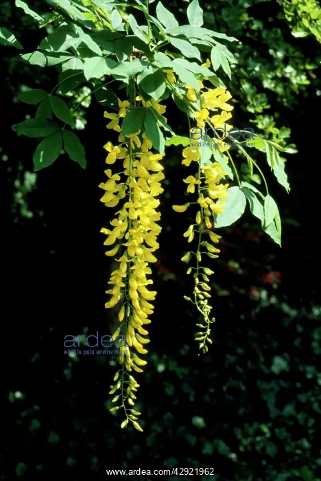 : LABURNUM ROSSII - close-up : LABURNUM ROSSII - close-up