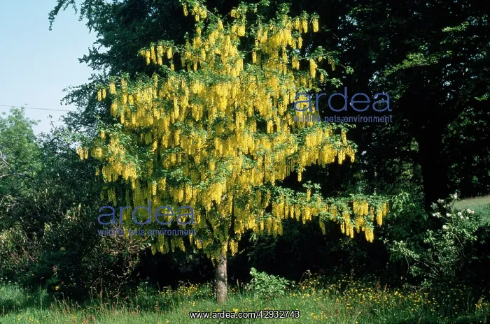  : LABURNUM - tree in bloom