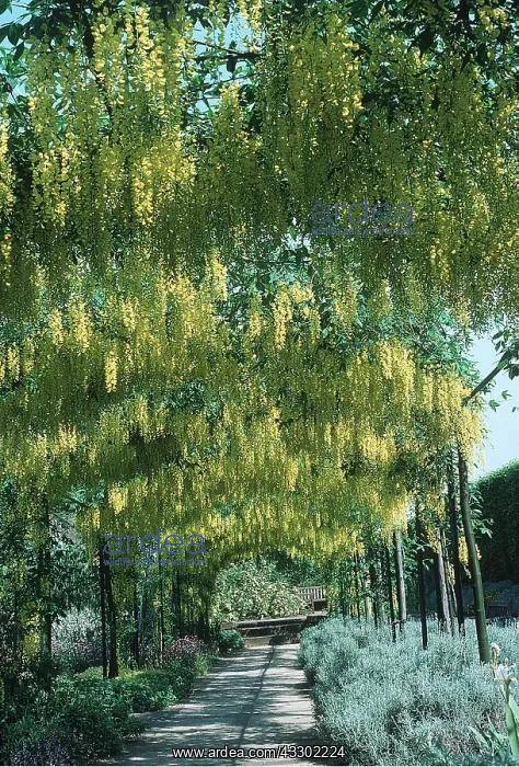  : LABURNUM WALK