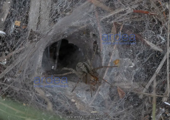 : Labyrinth Spider, Agelena labyrinthica; female : Labyrinth Spider, Agelena labyrinthica; female