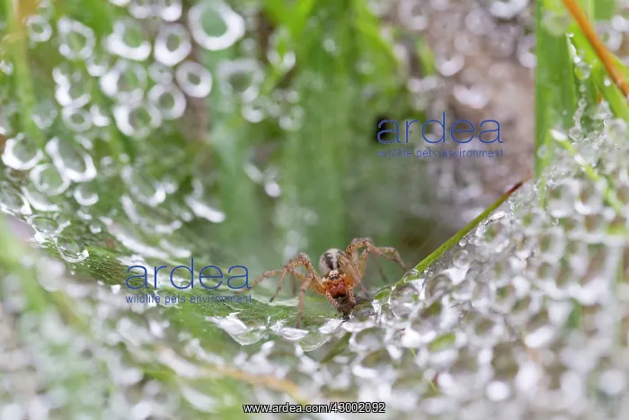 : Labyrinth Spider on Web with water droplets in : Labyrinth Spider on Web with water droplets in