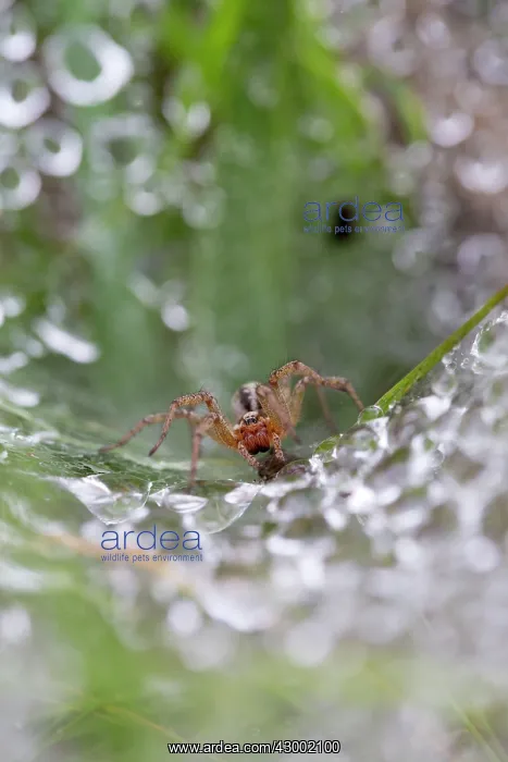 : Labyrinth Spider on Web with water droplets in : Labyrinth Spider on Web with water droplets in