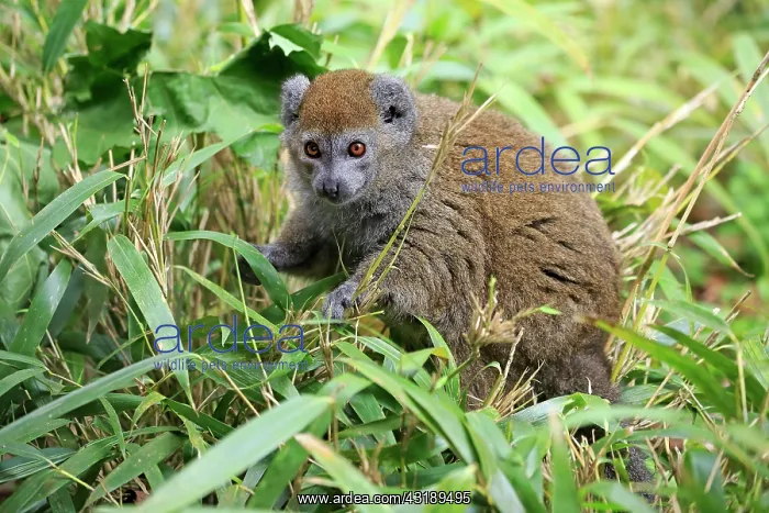 : Lac Alaotra bamboo lemur (Hapalemur alaotrensis) : Lac Alaotra bamboo lemur (Hapalemur alaotrensis)