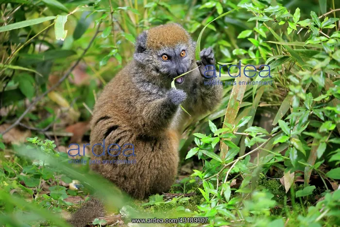  : Lac Alaotra bamboo lemur (Hapalemur alaotrensis)